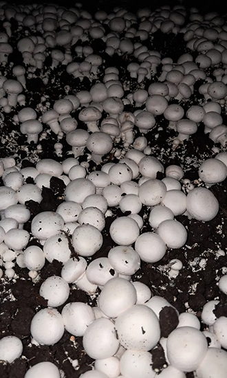 پرورش قارچ دکمه ای